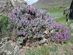 Oxytropis tragacanthoides