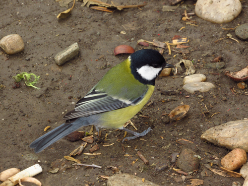 Great Tit