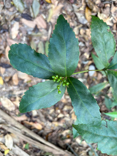 Sarcandra glabra observed 2026-10-17
