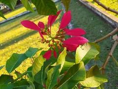 Euphorbia pulcherrima