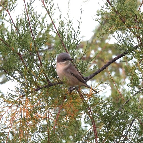 iNaturalist image