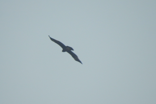 iNaturalist image