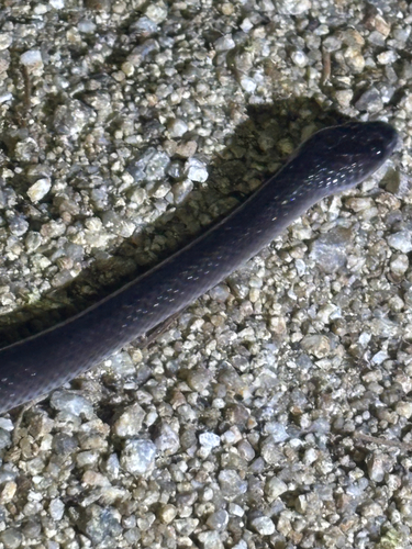 Stegonotus observed 2026-10-17