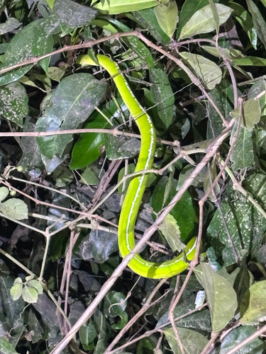 Morelia viridis observed 2026-10-17
