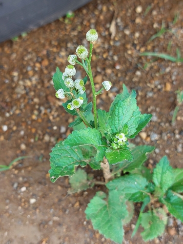 Dichrocephala integrifolia observed 2026-10-16