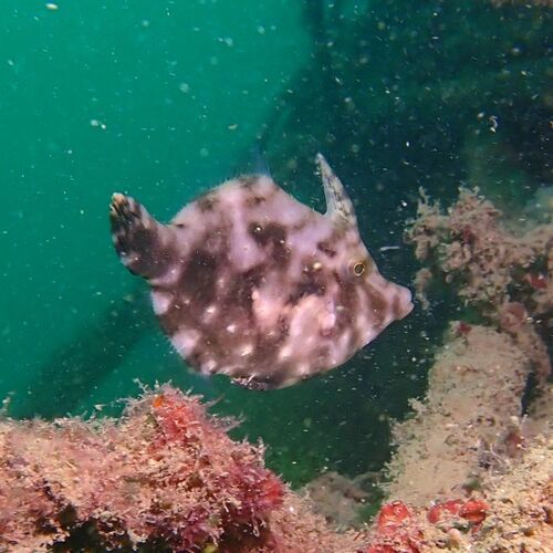 Acreichthys tomentosus observed 2026-10-17