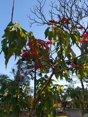 Euphorbia pulcherrima