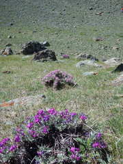 Oxytropis tragacanthoides