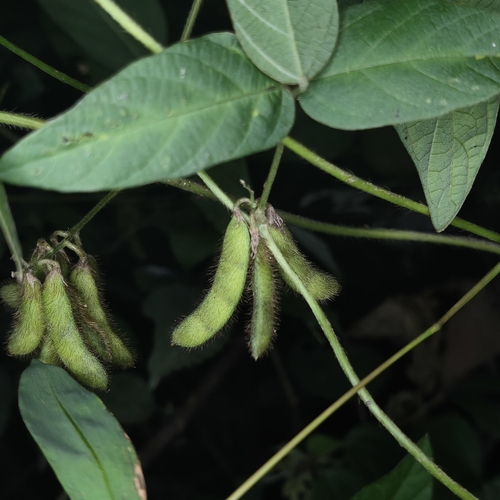 Glycine max observed 2026-10-17