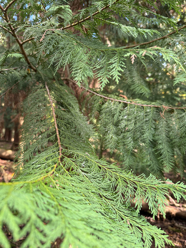 Chamaecyparis lawsoniana observed 2026-10-17