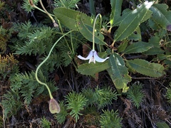 Calochortus umbellatus