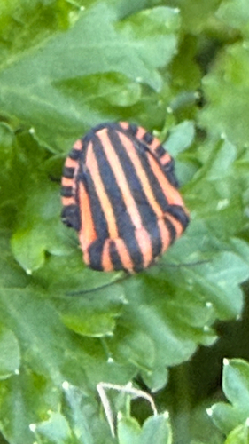 Continental Striped Shield Bug