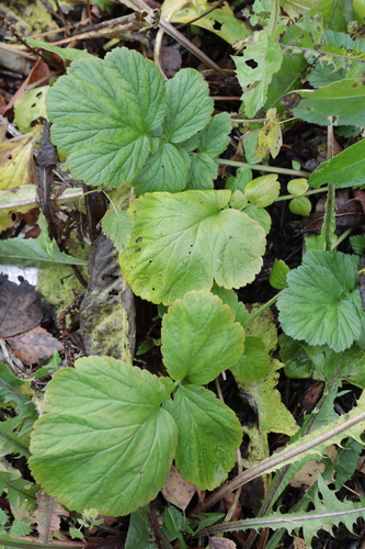 Geum aleppicum observed 2026-10-17