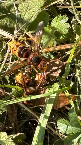 European Hornet