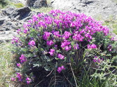 Oxytropis tragacanthoides