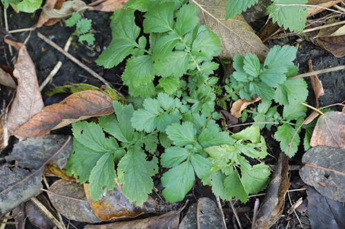 Geum aleppicum observed 2026-10-17