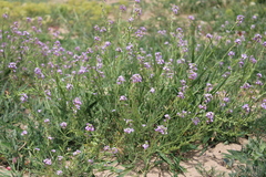 Cakile maritima euxina