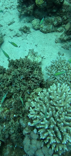 Chromis viridis observed 2026-10-17