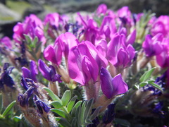 Oxytropis tragacanthoides