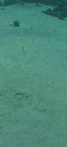 Gorgasia sillneri observed 2026-10-17