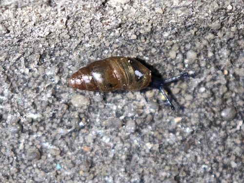 Cochlicopa lubrica observed 2026-10-17