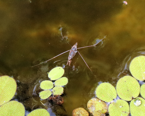 Limnogonus observed 2026-10-14