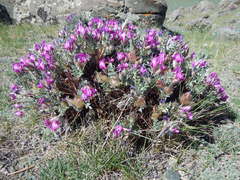 Oxytropis tragacanthoides