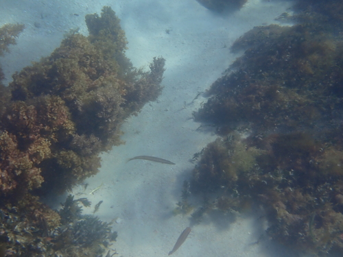 Cheilio inermis observed 2026-10-16