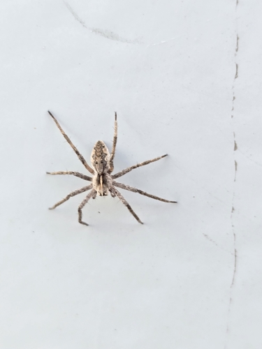 European Nursery Web spider