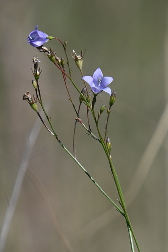 Wahlenbergia undulata, 2026-10-17