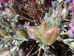 Oxytropis tragacanthoides