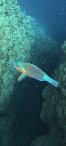 Chlorurus sordidus observed 2026-10-17