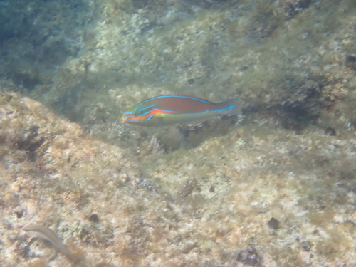 Stethojulis bandanensis observed 2026-10-16