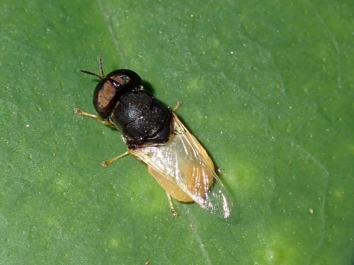 Oplodontha rubrithorax
