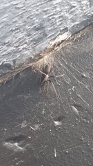 Segestria florentina