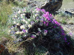 Oxytropis tragacanthoides