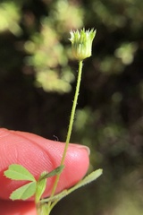 Trifolium microdon