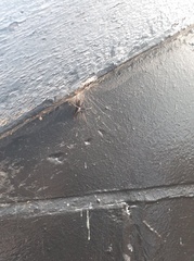 Segestria florentina