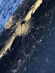 Segestria florentina