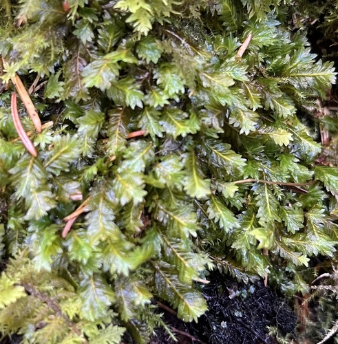 Fissidens adianthoides observed 2026-10-17