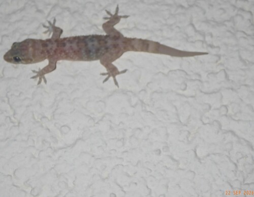 Mediterranean House Gecko