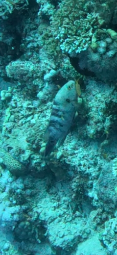Cheilinus lunulatus observed 2026-10-17