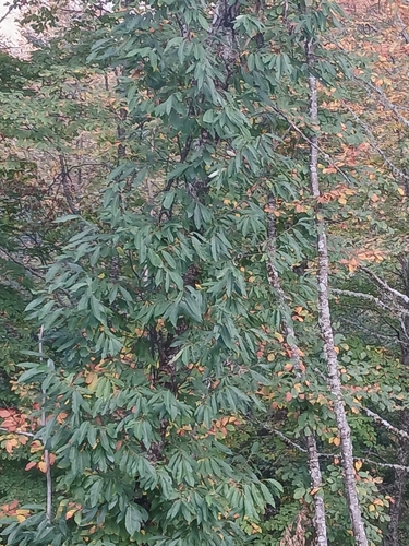 Diospyros lotus observed 2026-10-17