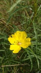 Oenothera berlandieri pinifolia
