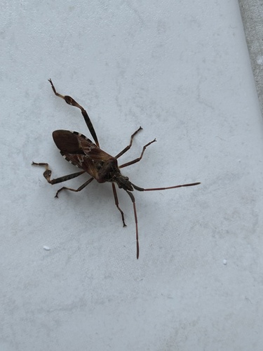 Western Conifer Seed Bug