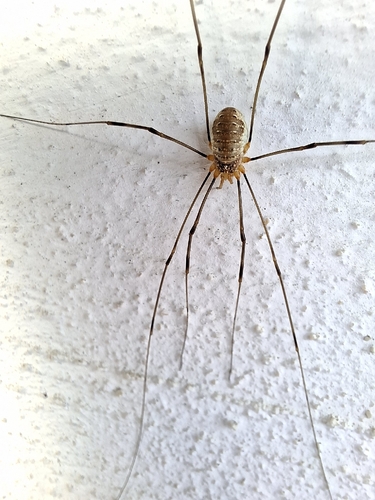 Canestrini's Harvestman