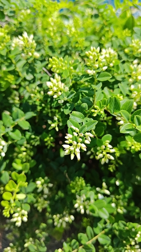 Berchemia lineata observed 2026-10-16