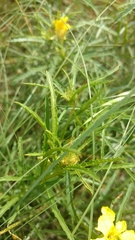 Oenothera berlandieri pinifolia