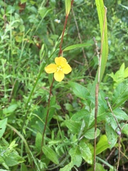 Ludwigia virgata