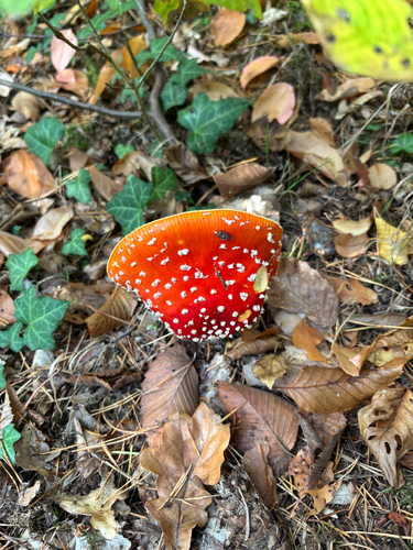 Fly Agaric